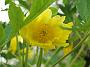 Paeonia lutea ludlovii